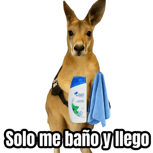stickers_🦘Memes_canguro_🦘😂
