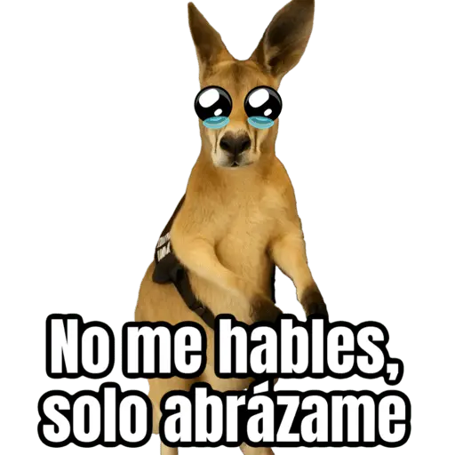 stickers_🦘Memes_canguro_🦘😂