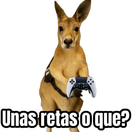 stickers_🦘Memes_canguro_🦘😂