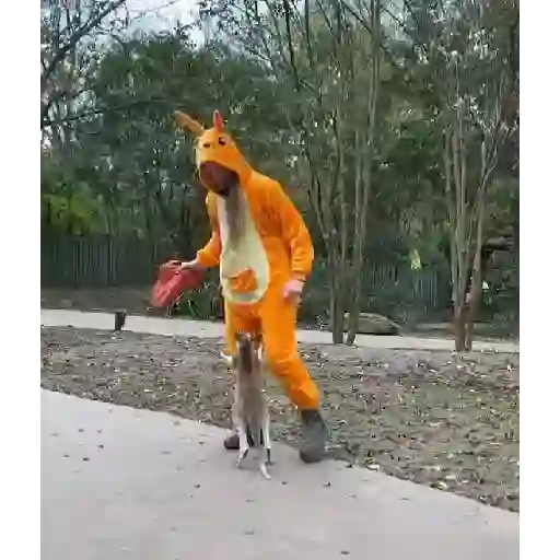 stickers_🦘_Canguro_Tiktok_🔥