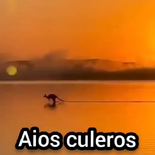stickers_🦘_Canguro_Tiktok_🔥