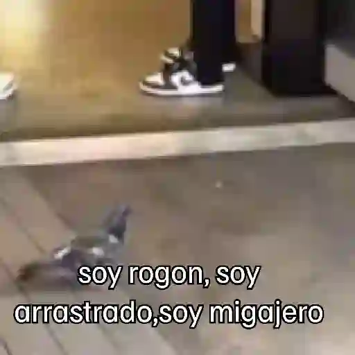 stickers_🐦_PALOMA_MIGAJERA_BAILANDO🐦