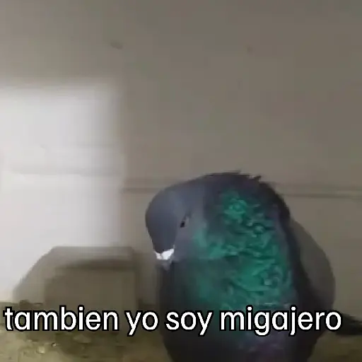 stickers_🐦_PALOMA_MIGAJERA_BAILANDO🐦