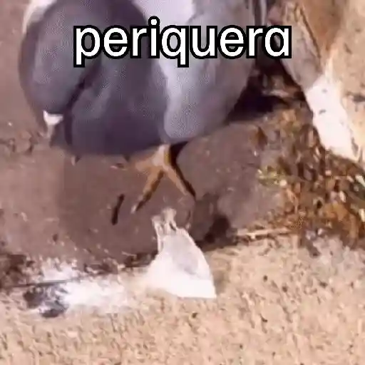 stickers_🐦_PALOMA_MIGAJERA_BAILANDO🐦