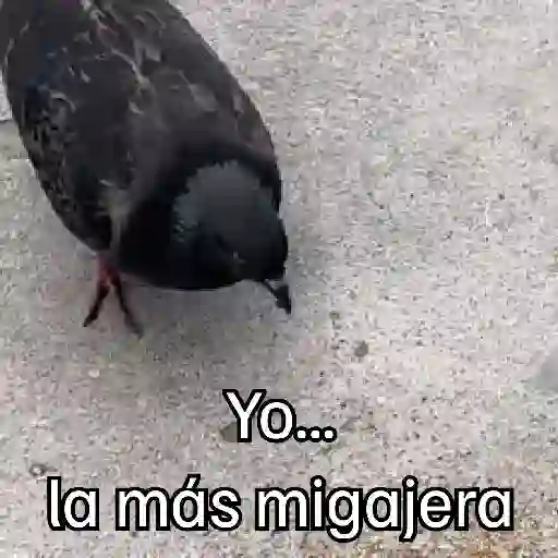 stickers_🐦_PALOMA_MIGAJERA_BAILANDO🐦
