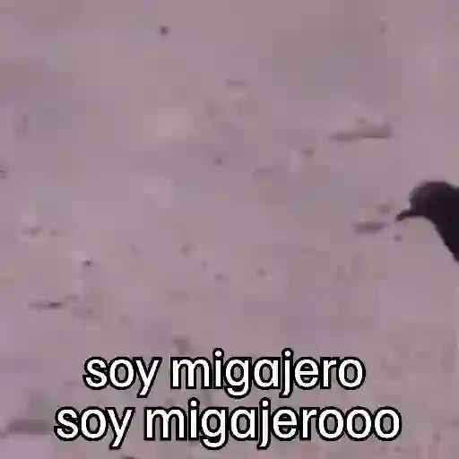 stickers_🐦_PALOMA_MIGAJERA_BAILANDO🐦