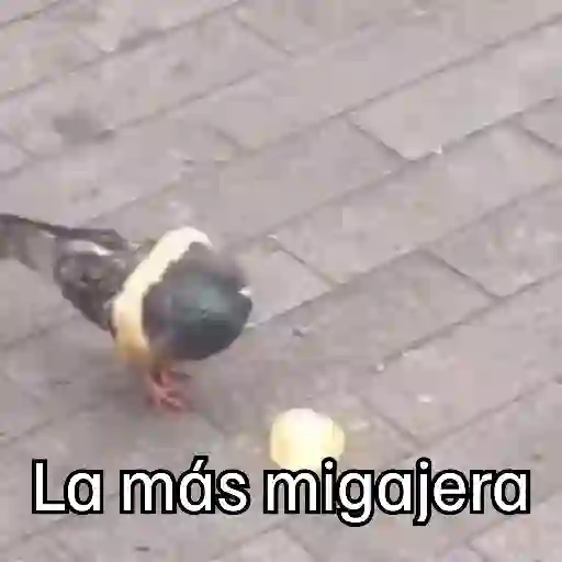 stickers_🐦_PALOMA_MIGAJERA_BAILANDO🐦
