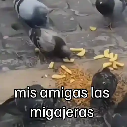 stickers_🐦_PALOMA_MIGAJERA_BAILANDO🐦