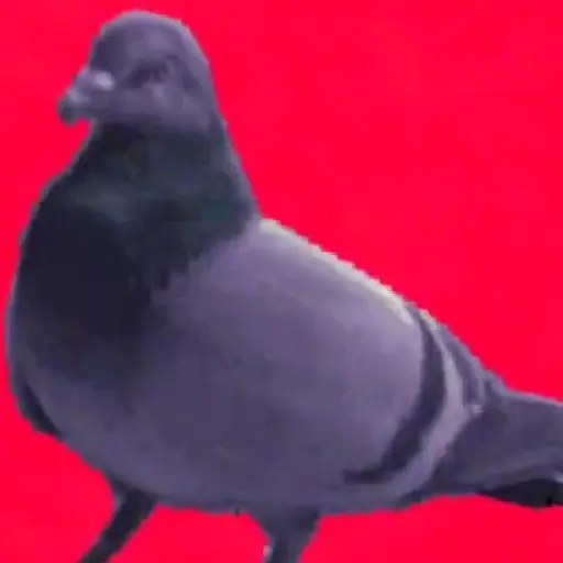 stickers_🐦_PALOMA_MIGAJERA_BAILANDO🐦
