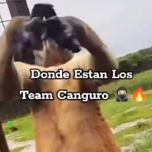 stickers_Team_Canguro_