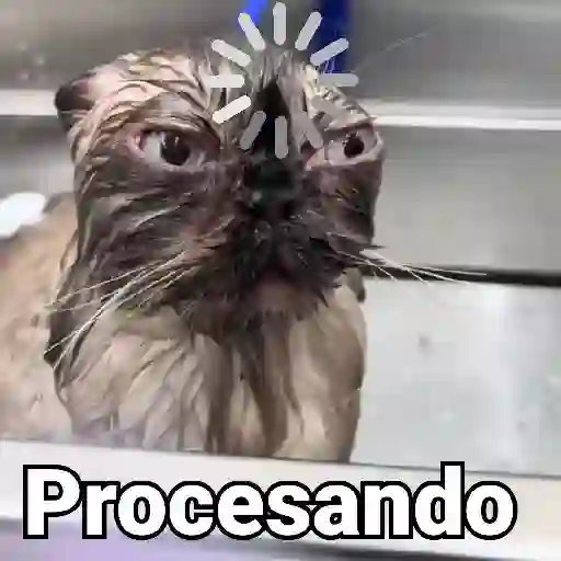 stickers_Gatos_Animados😺