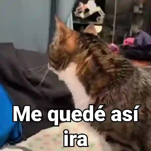 stickers_Gatos_Animados😺