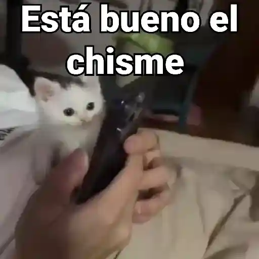 stickers_Gatos_Animados😺