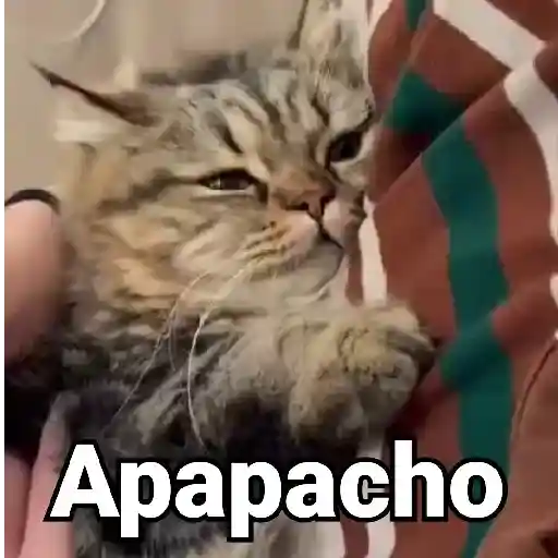 stickers_Gatos_Animados😺