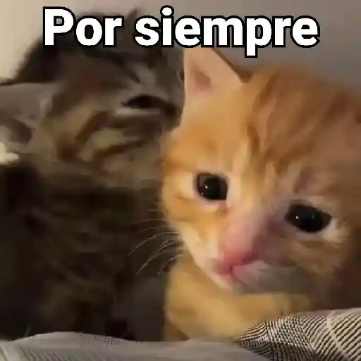 stickers_Gatos_Animados😺