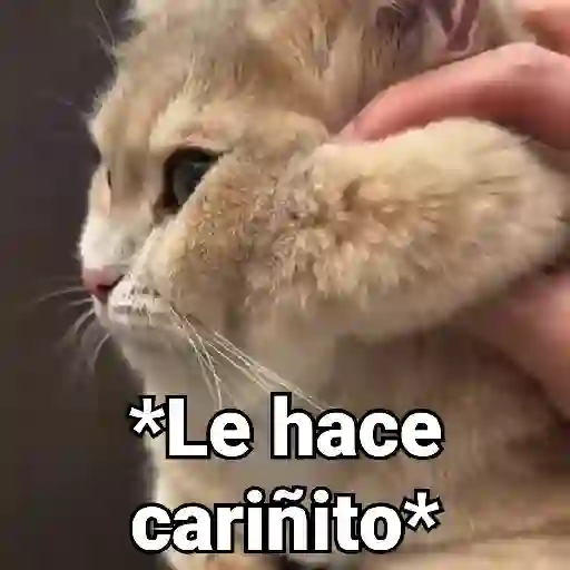 stickers_Gatos_Animados😺