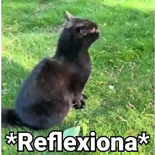 stickers_Gatos_Animados😺