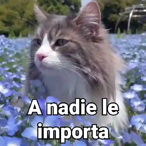 stickers_Gatos_Animados😺