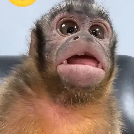 stickers_monos_🐵