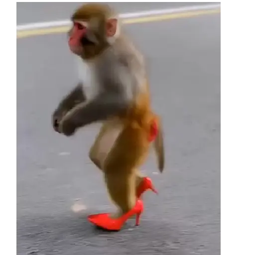stickers_monos_🐵