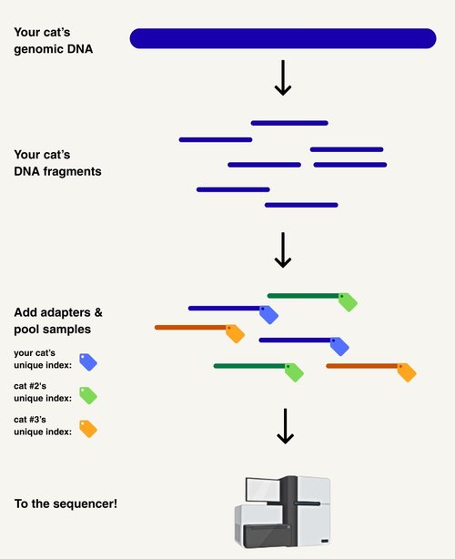 Once your cat’s genomic DNA is extracted, it’s chopped into smaller fragments, which are then modified so they're easier for the sequencer to read and for scientists to process. One modification is an index, a short DNA sequence that acts as a unique "name tag" so scientists know which cat each DNA fragment came from.