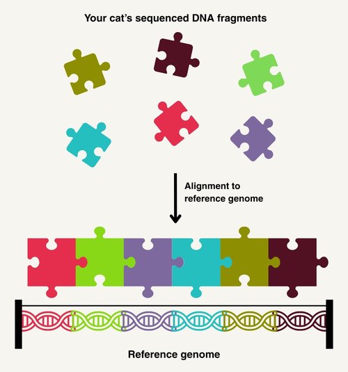 Your cat’s sequencing data is aligned to a reference genome. This process helps scientists determine the genomic location of each piece of your cat’s DNA. Alignment can identify genetic variants—places where your cat’s DNA sequence differs from the reference sequence. These genetic differences can correspond to differences in traits that make your cat unique.