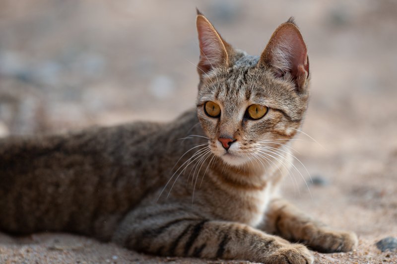 African wildcat (Felis lybica)