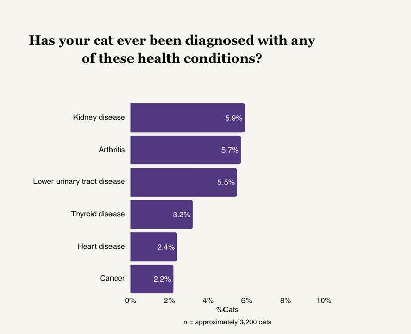 What are the Most Common Health Conditions for Cats: Top Risks Revealed