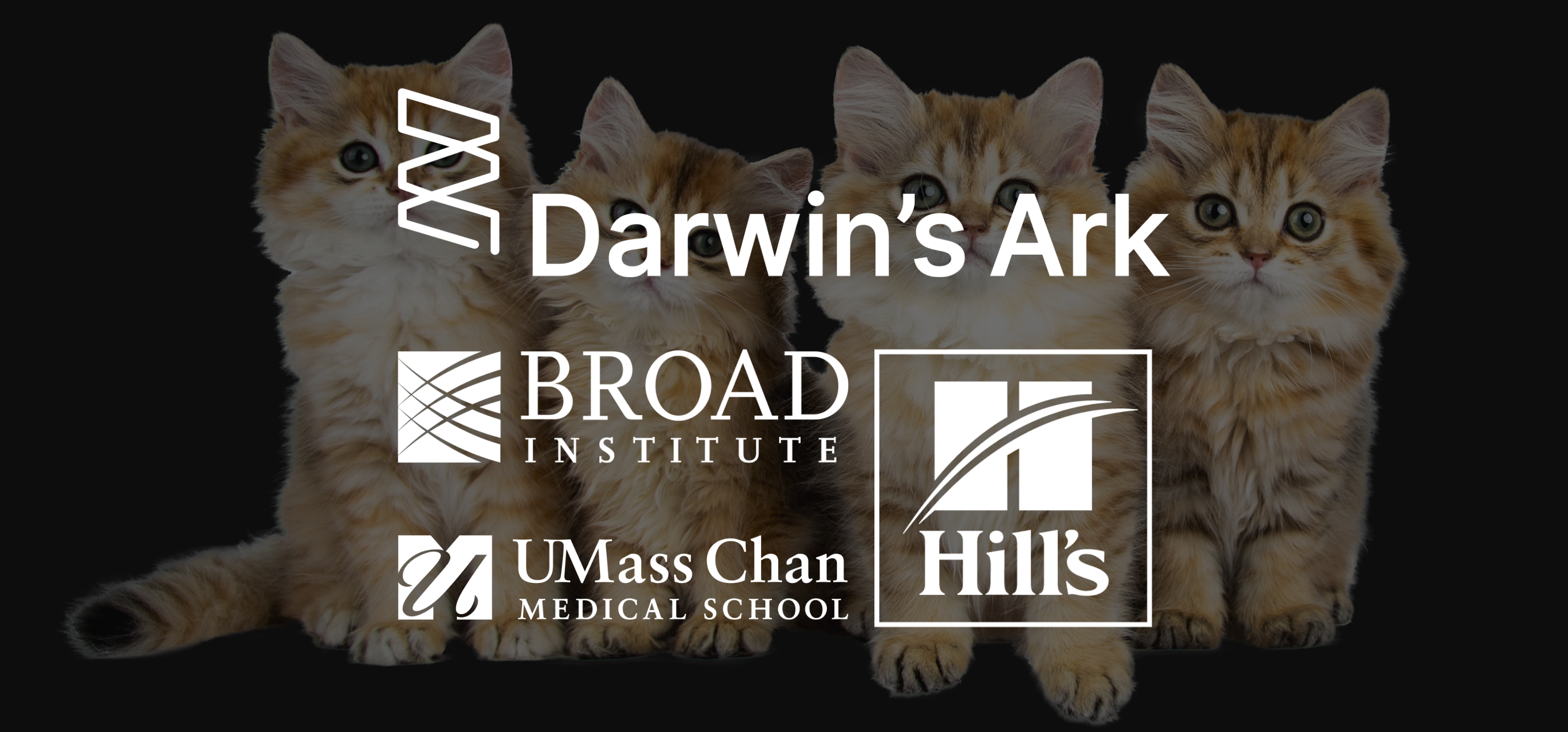 Four orange cats sit side-by-side in front of a black background and behind the organizational logos for Darwin's Ark, the Broad Institute, UMass Chan Medical School, and Hill's Pet Nutrition.