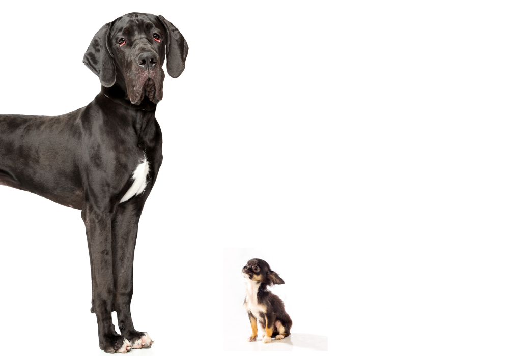Toys and titans: exploring extreme dog size