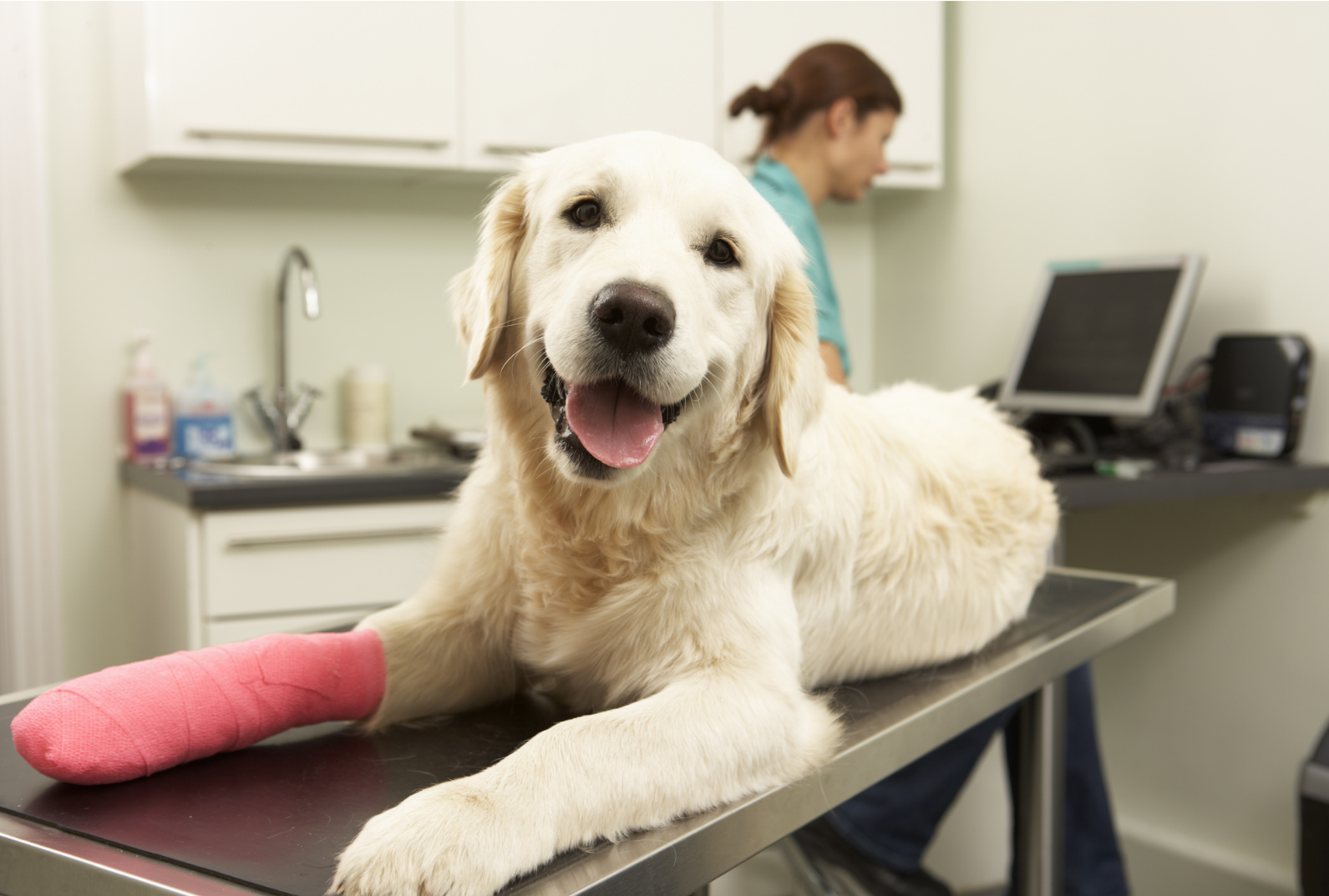 A golden retriever with a red cast on its front right paw lays on an examination table at the vet's office.