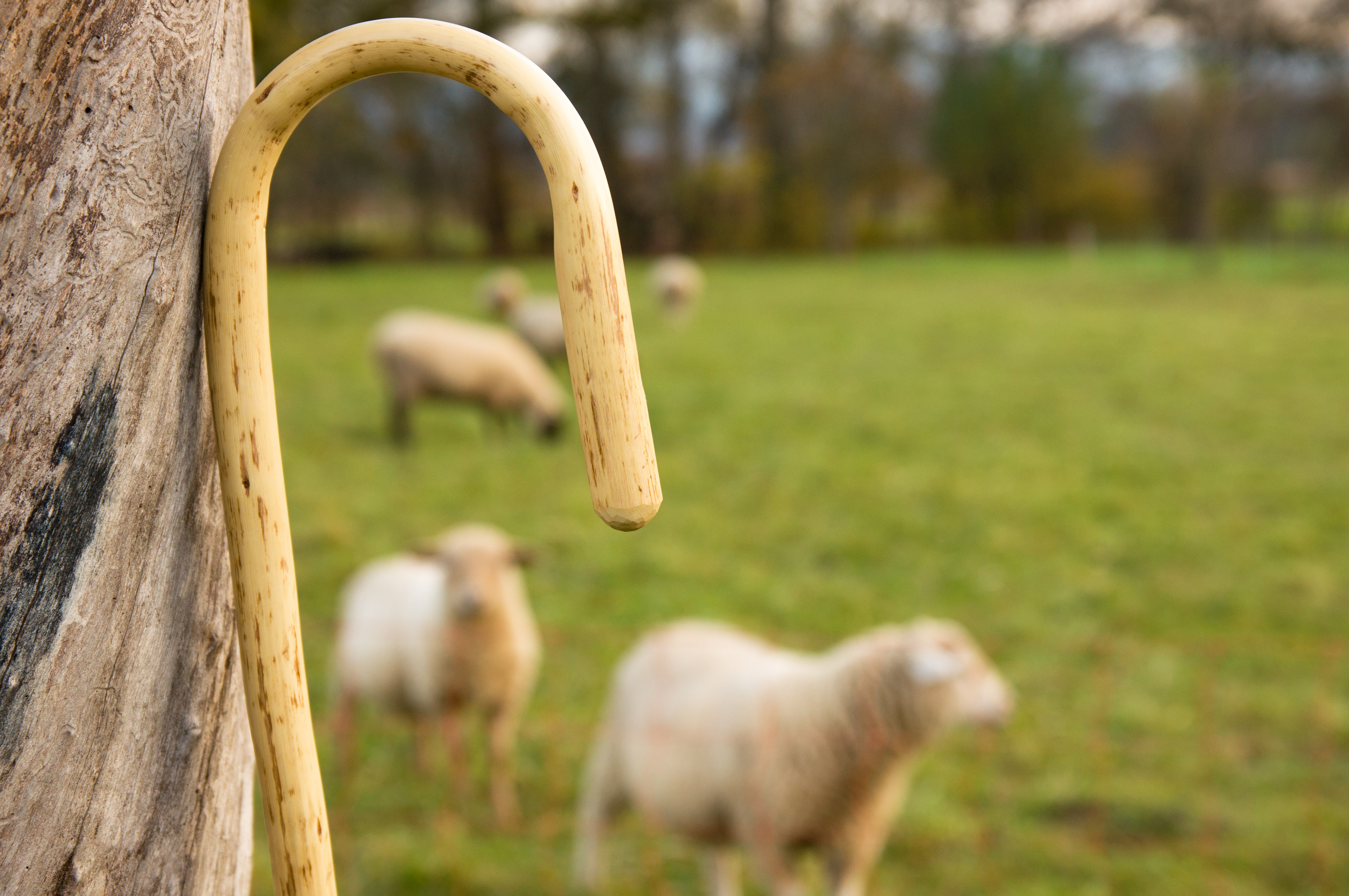 Vivendo a grandeza da vocação pastoral