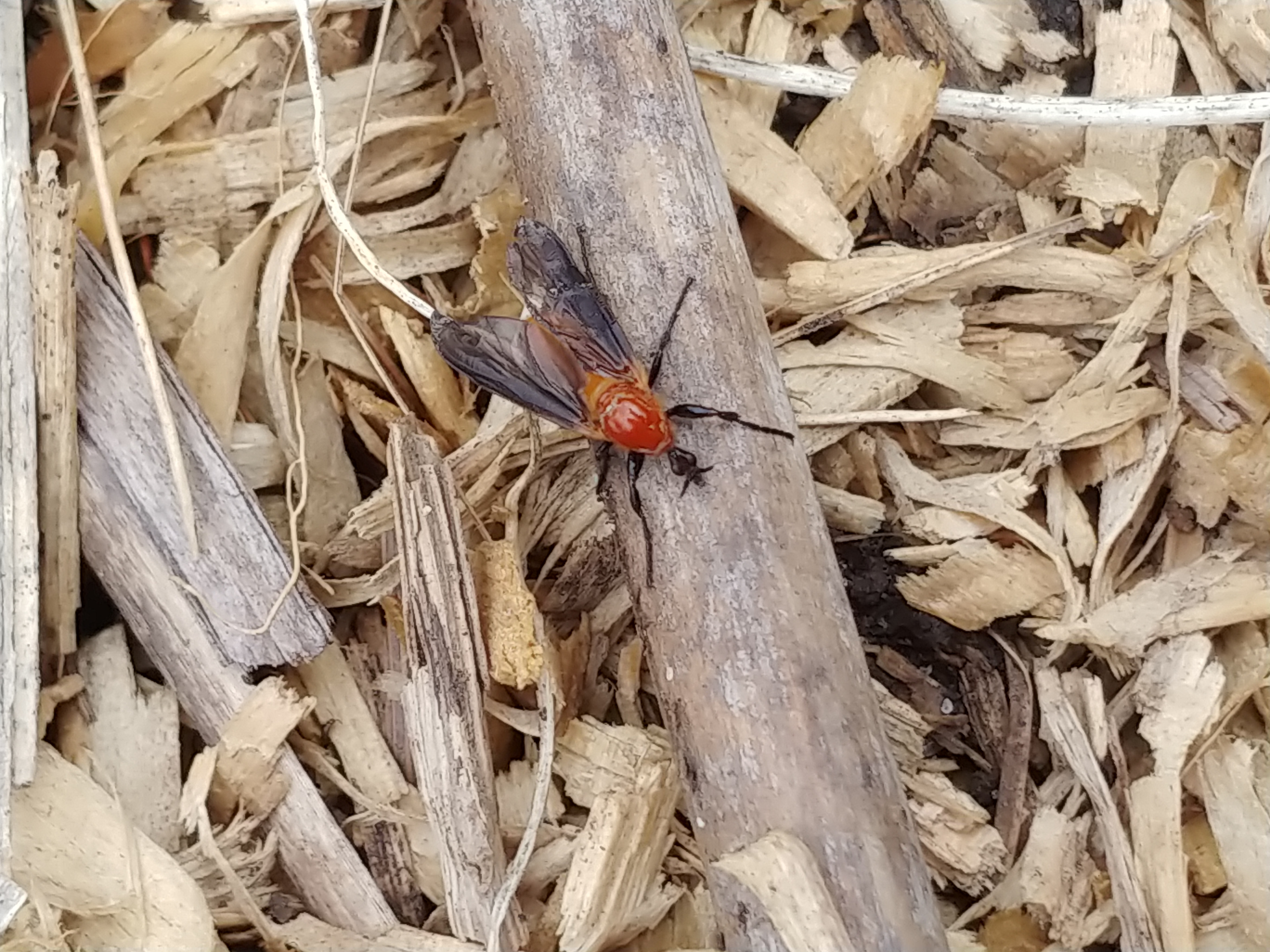 Compost Fly / Garden Maggot Fly