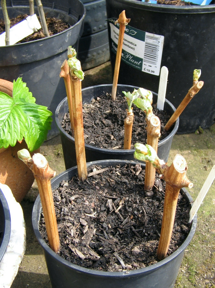 Plant Propagation