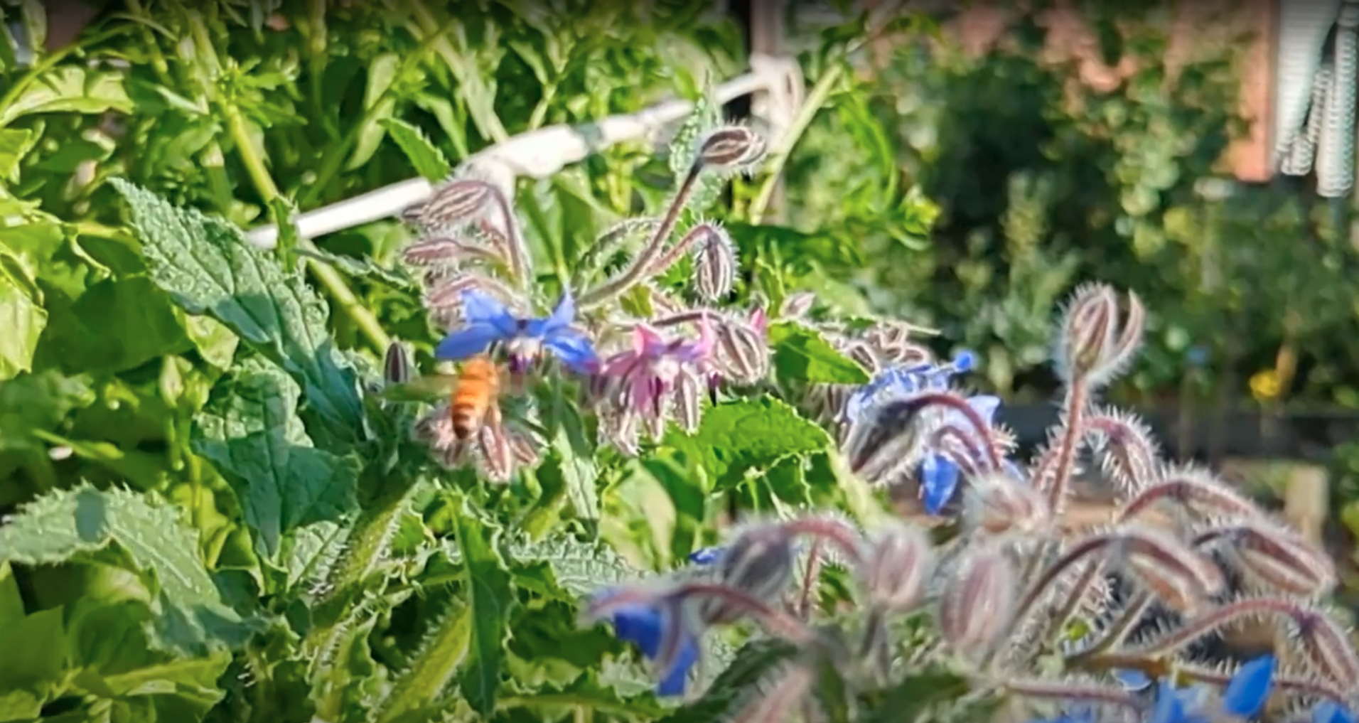 Bees and Borage