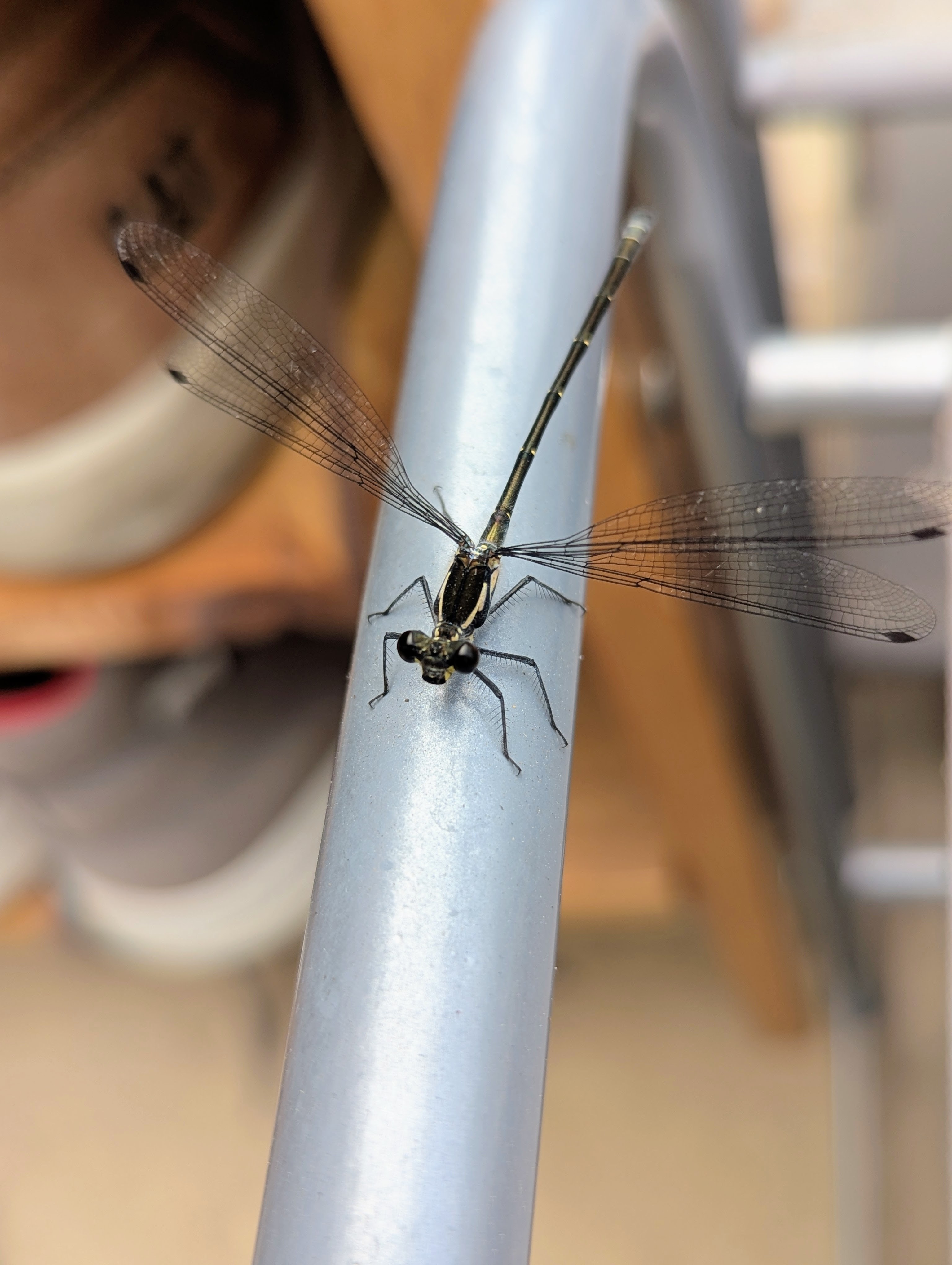 Common Flatwing Damselfly