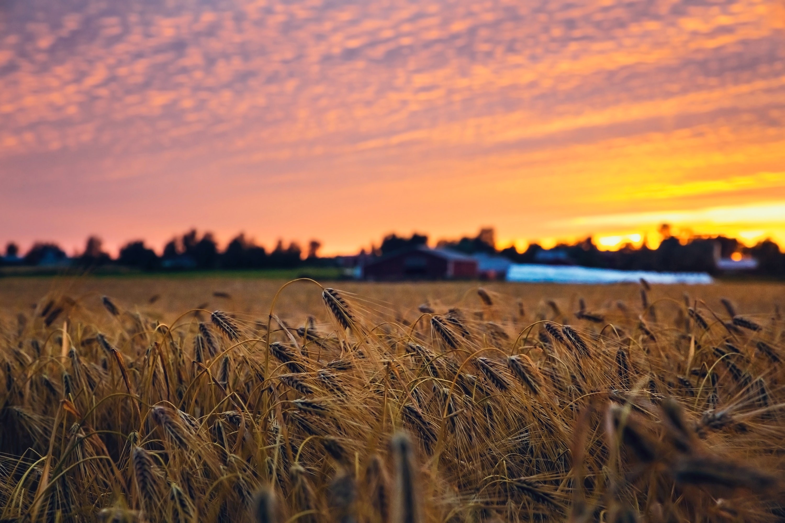 Why Crop Rotation is not necessary for gardeners.