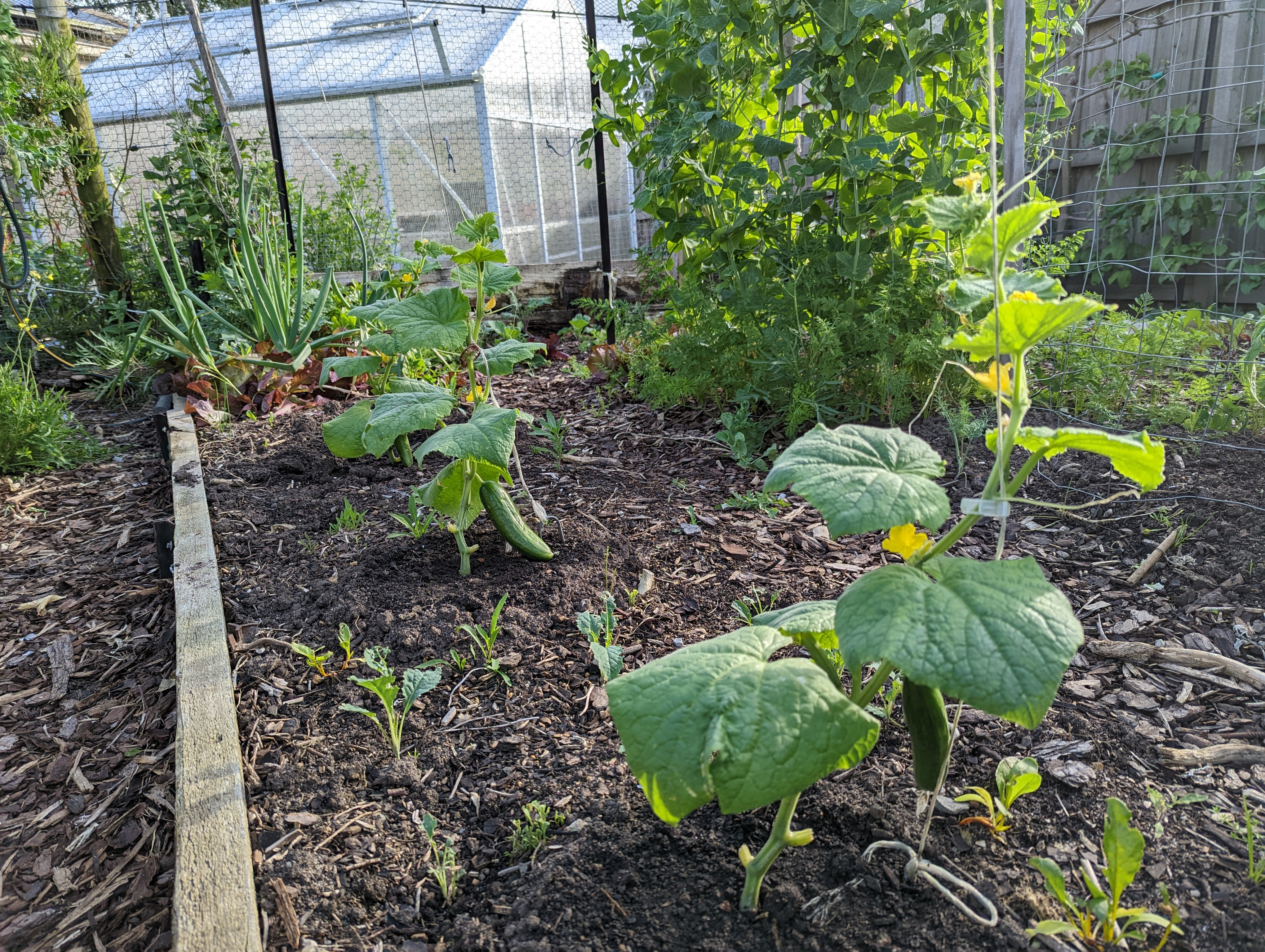 First cucumbers ready to eat