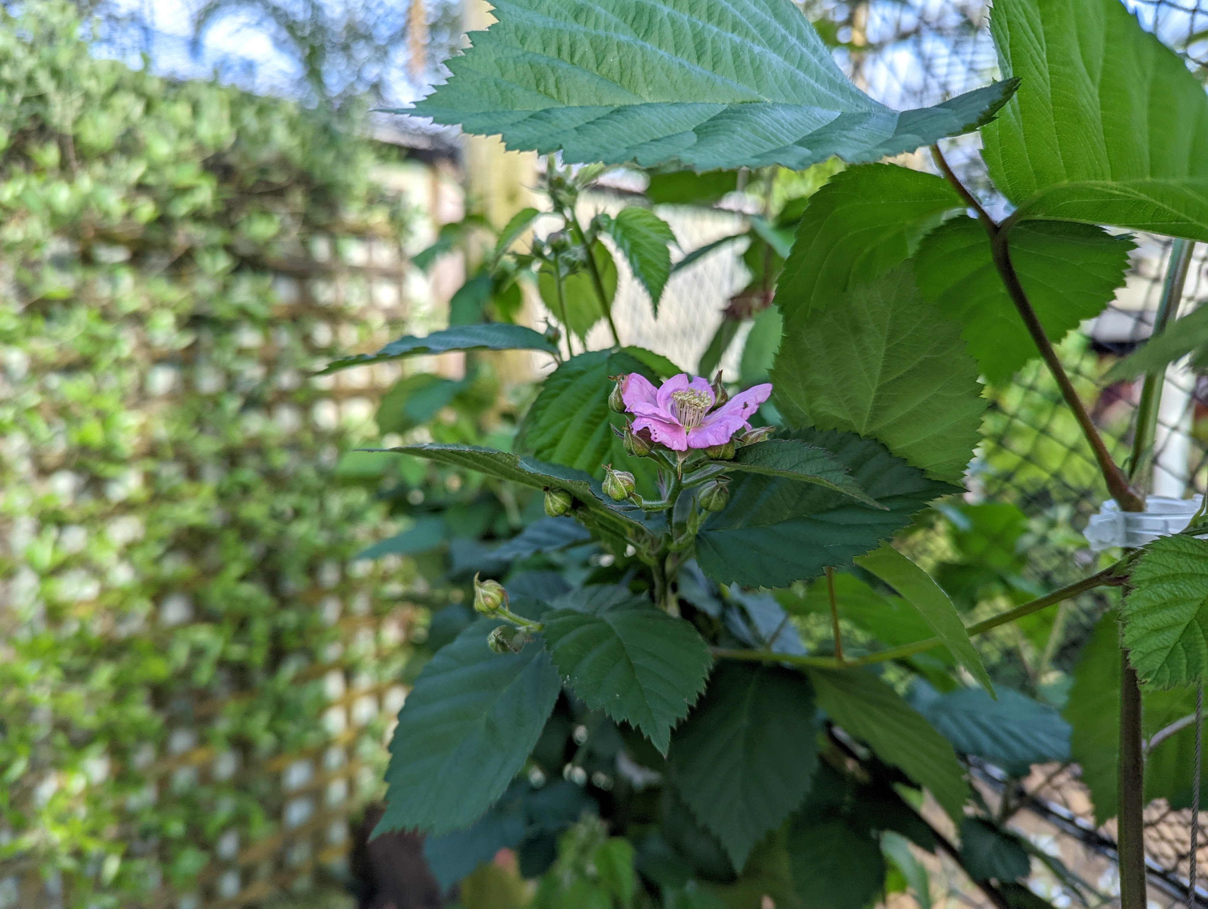 First Raspberry Flower