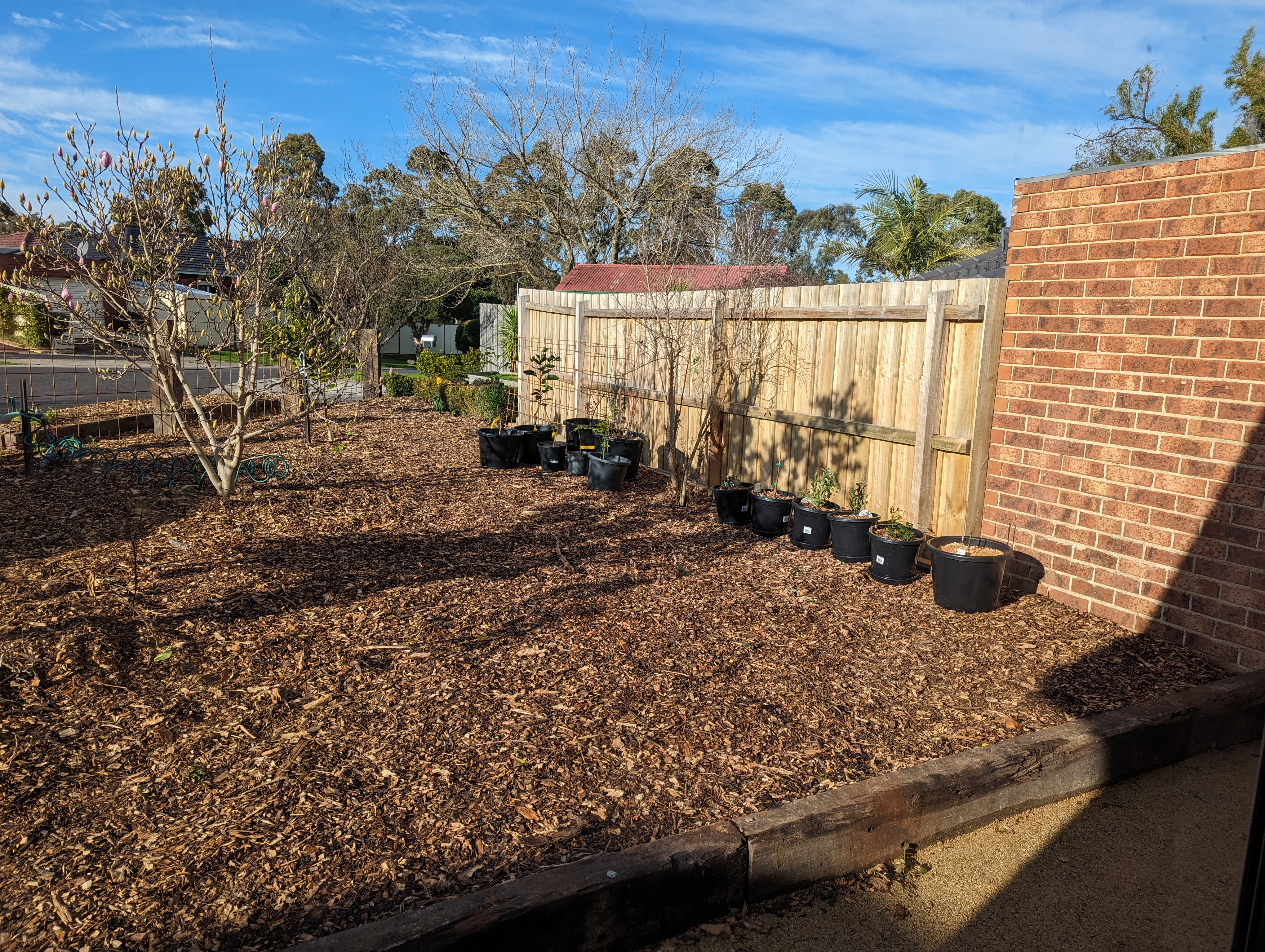 Front yard landscaped (2023)