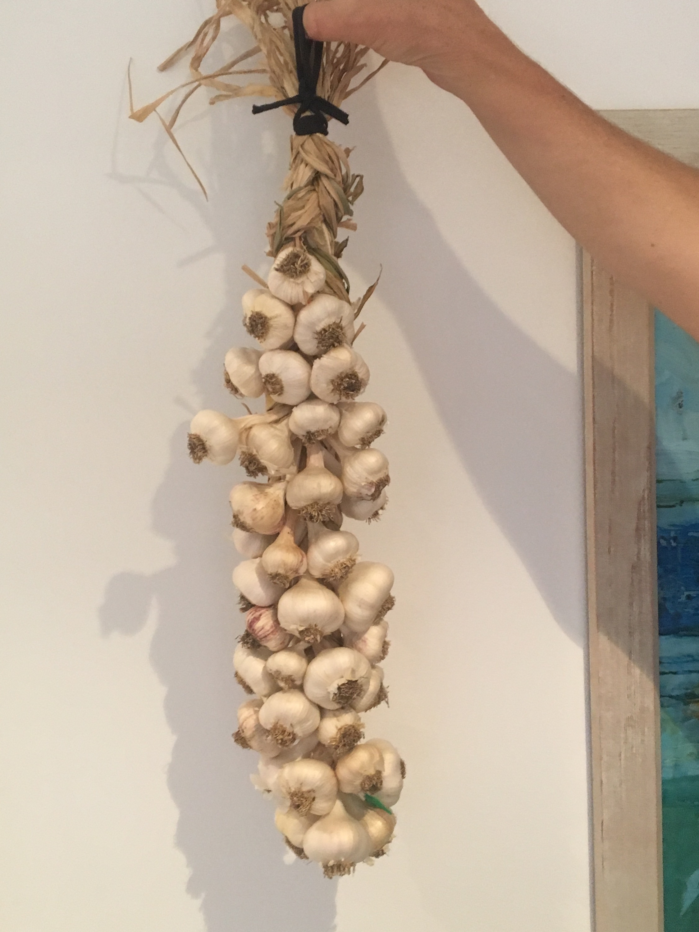 Garlic