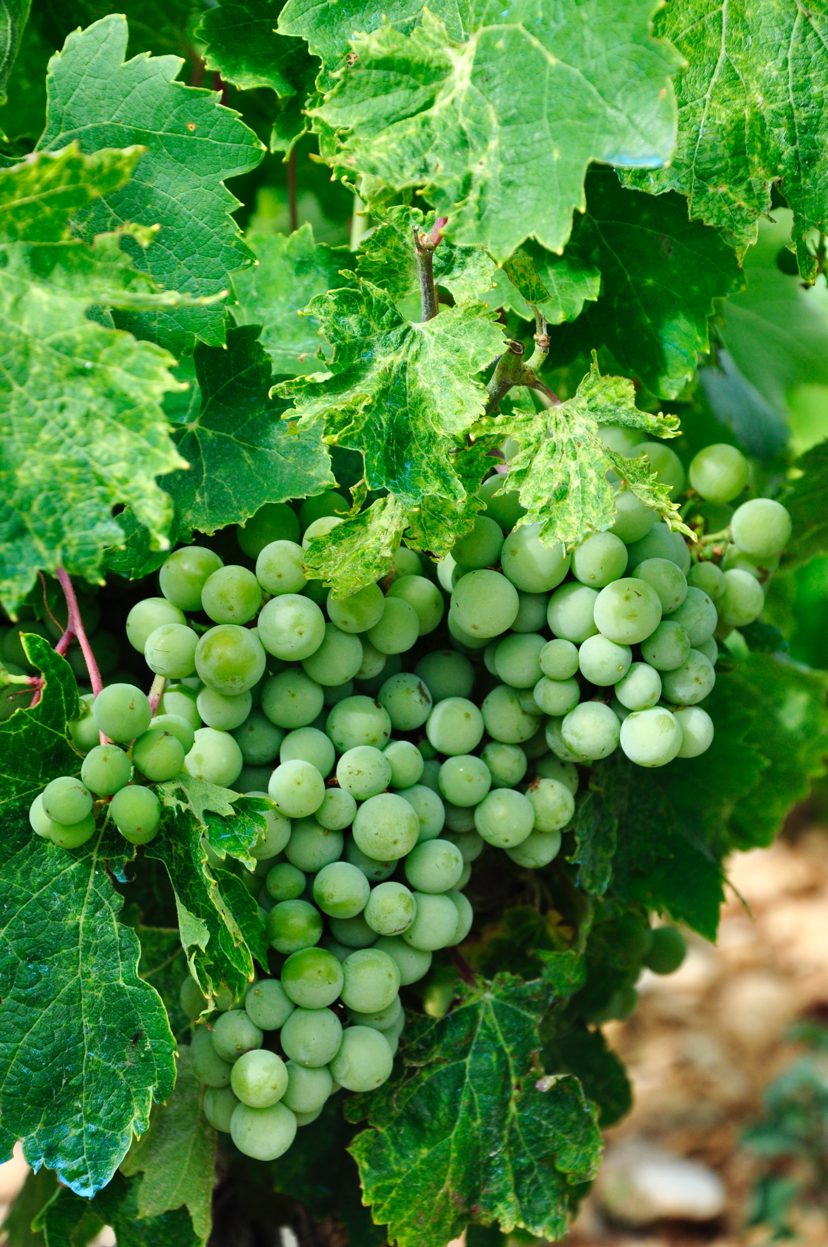 Grape
