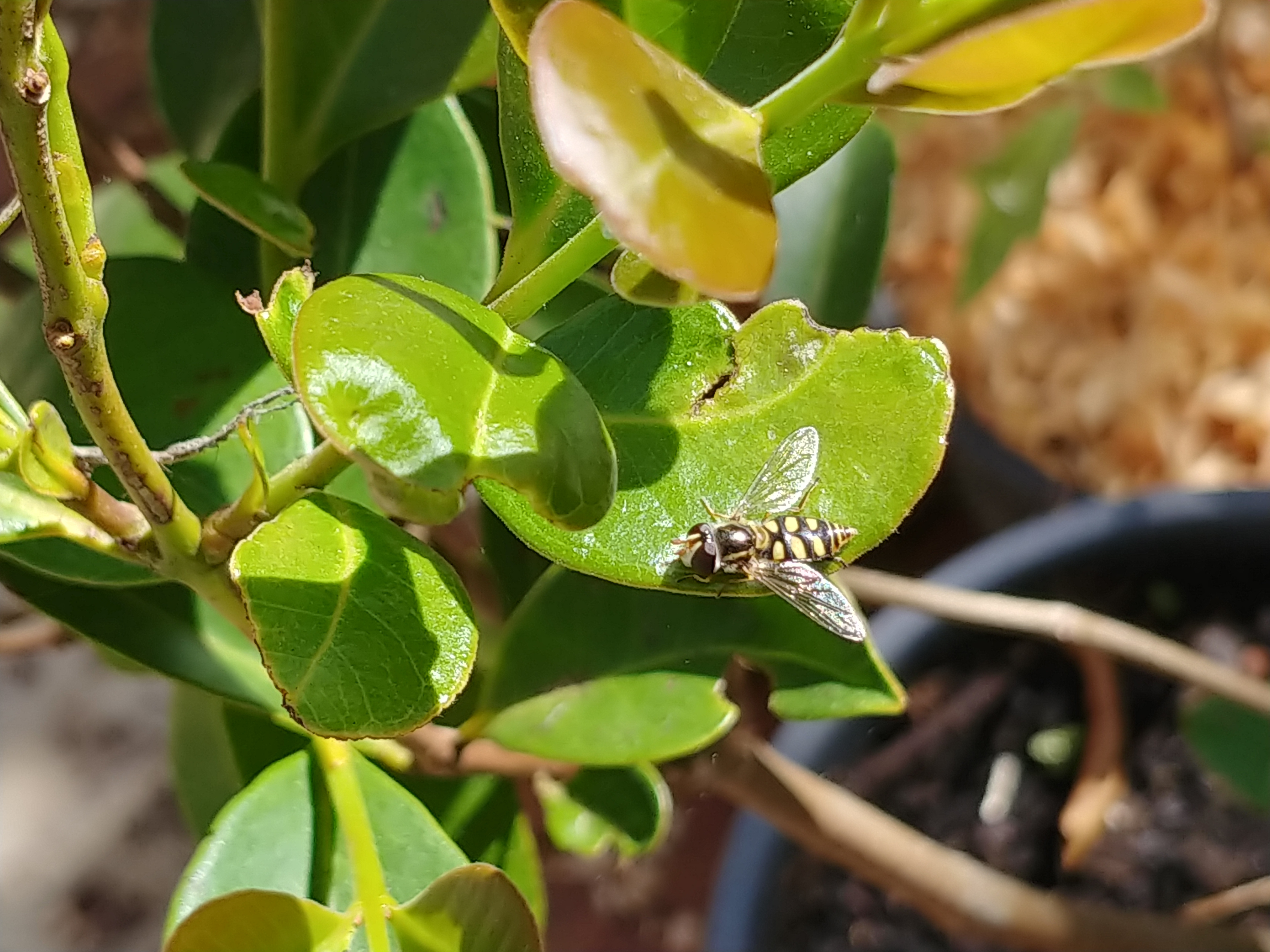 Hover Fly