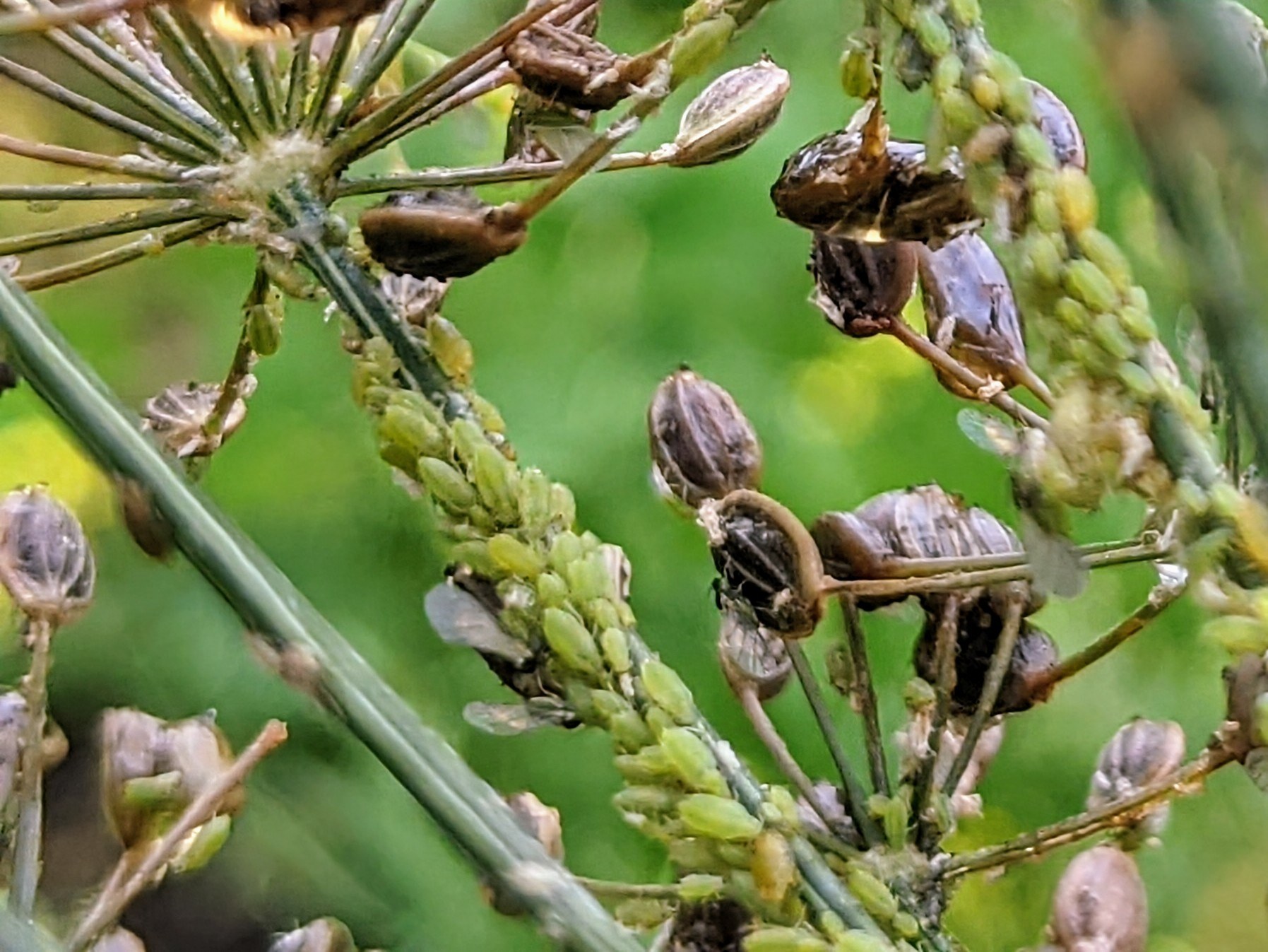 Aphid