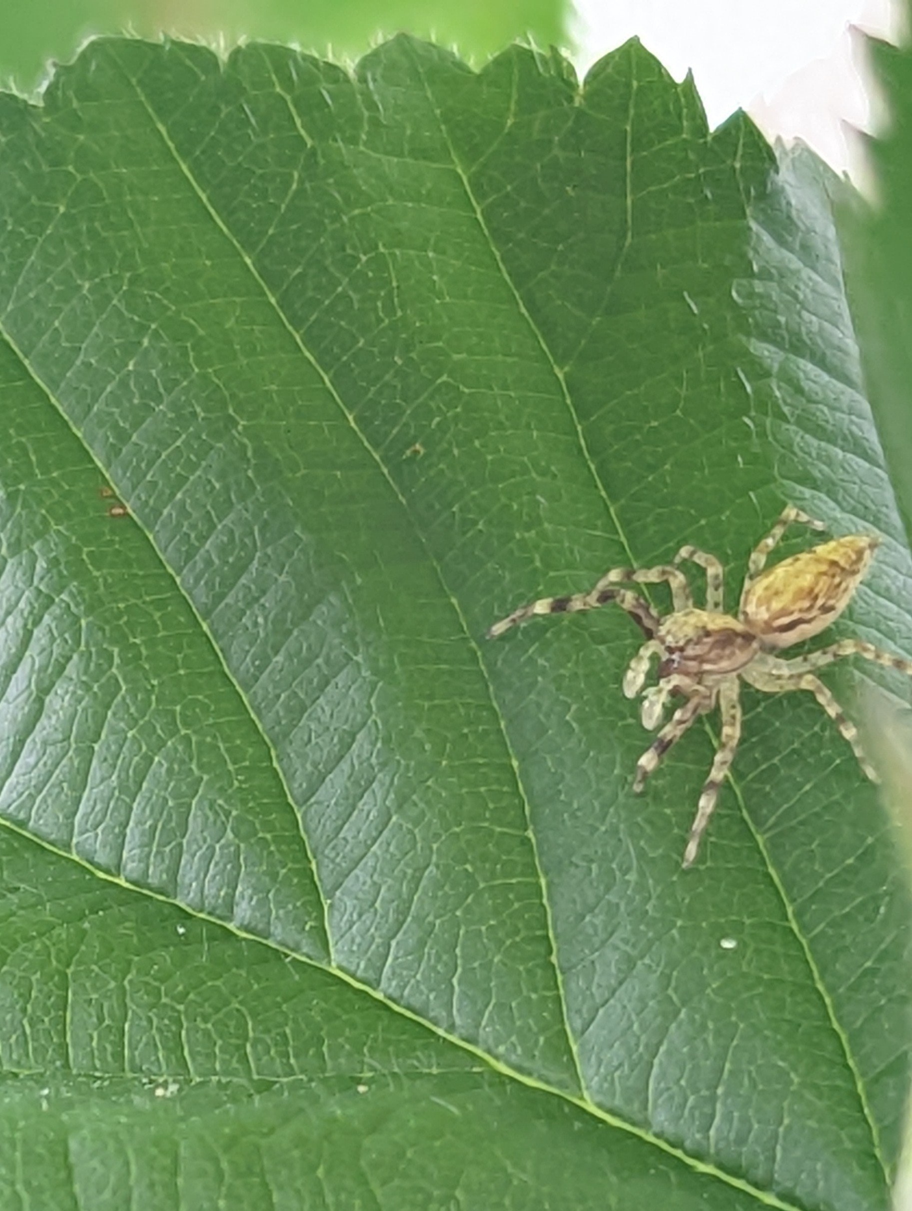 Bronze Jumping Spider
