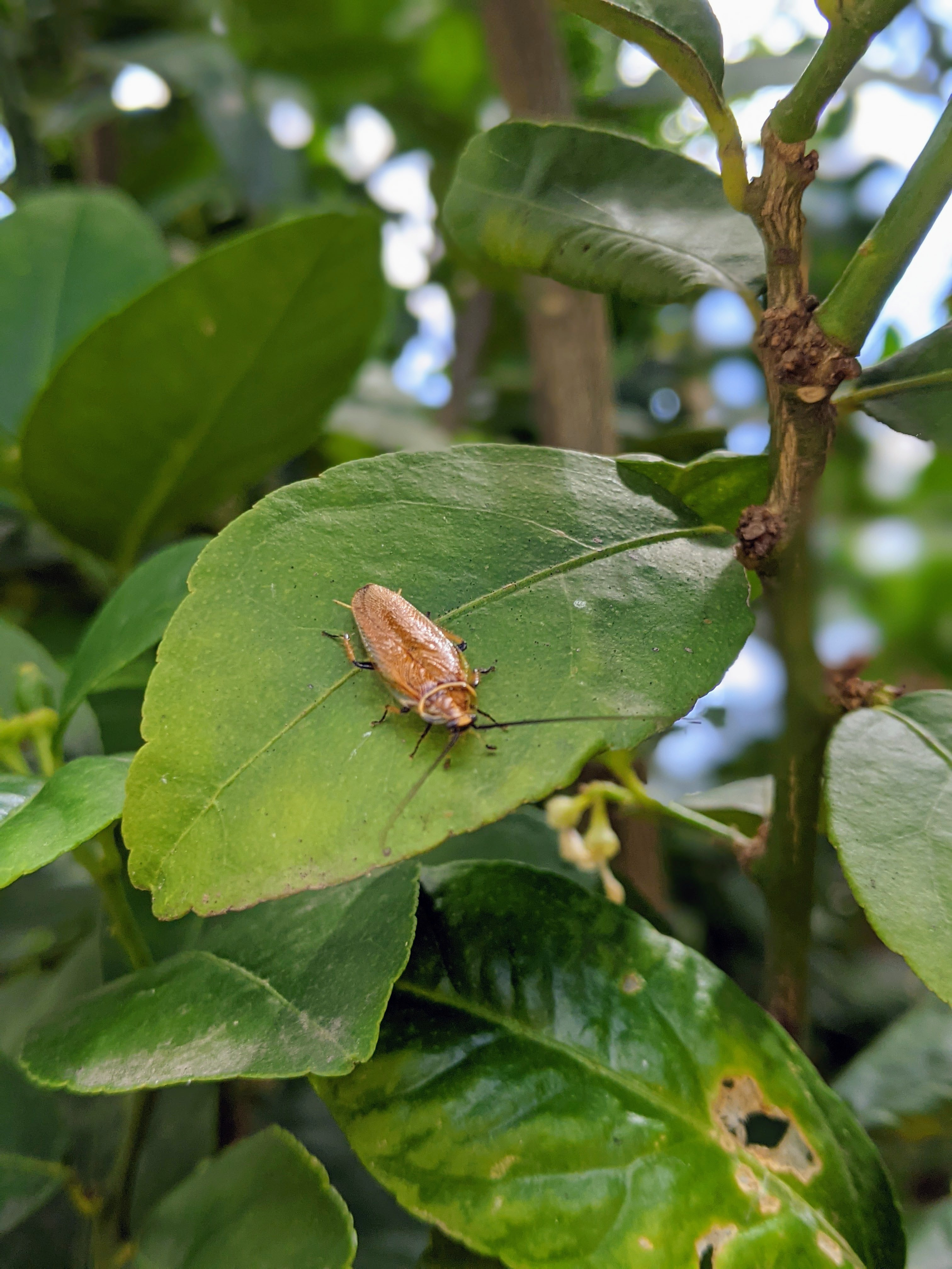 Bush Cockroach
