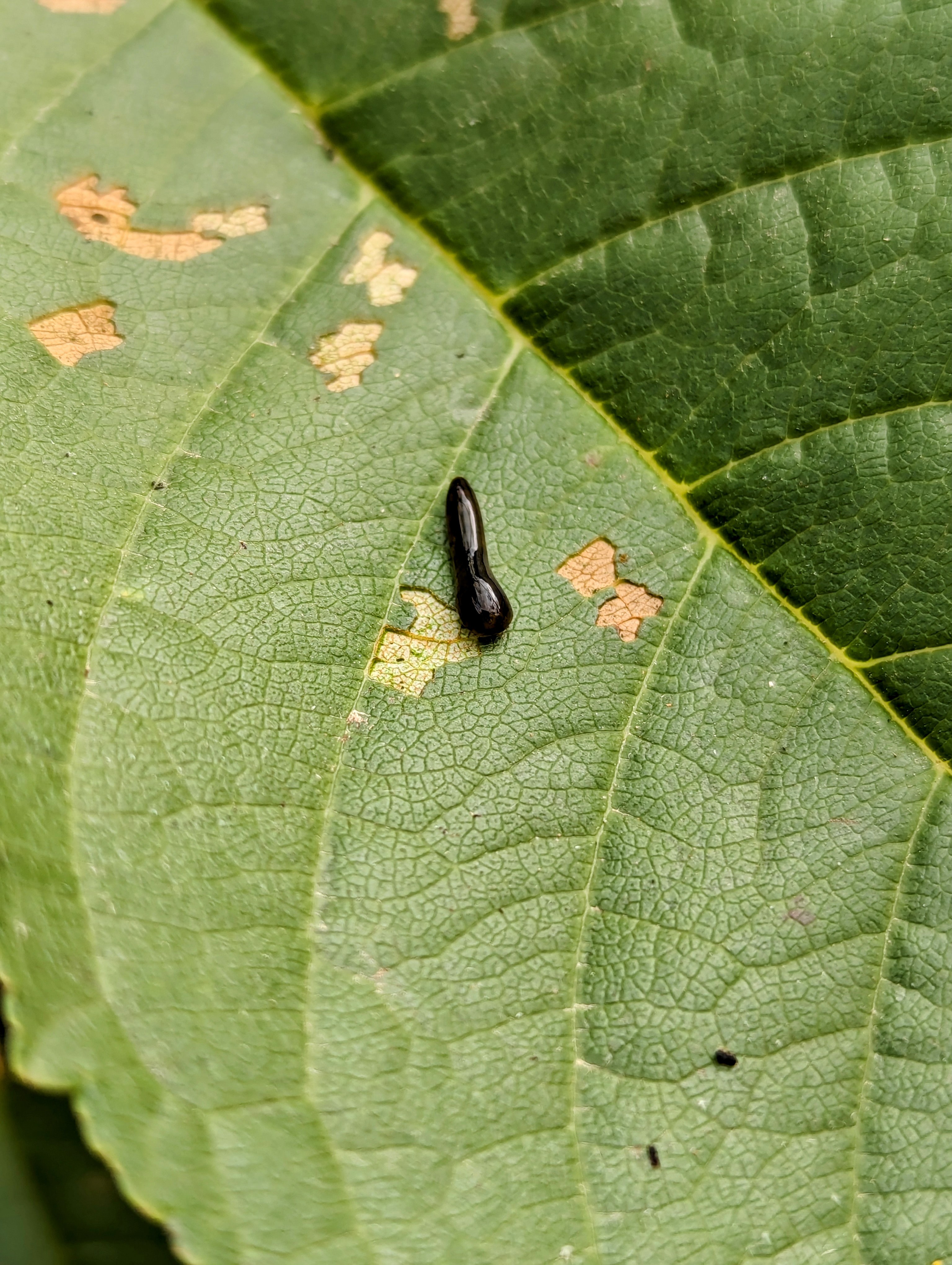 Pear / Cherry Slug