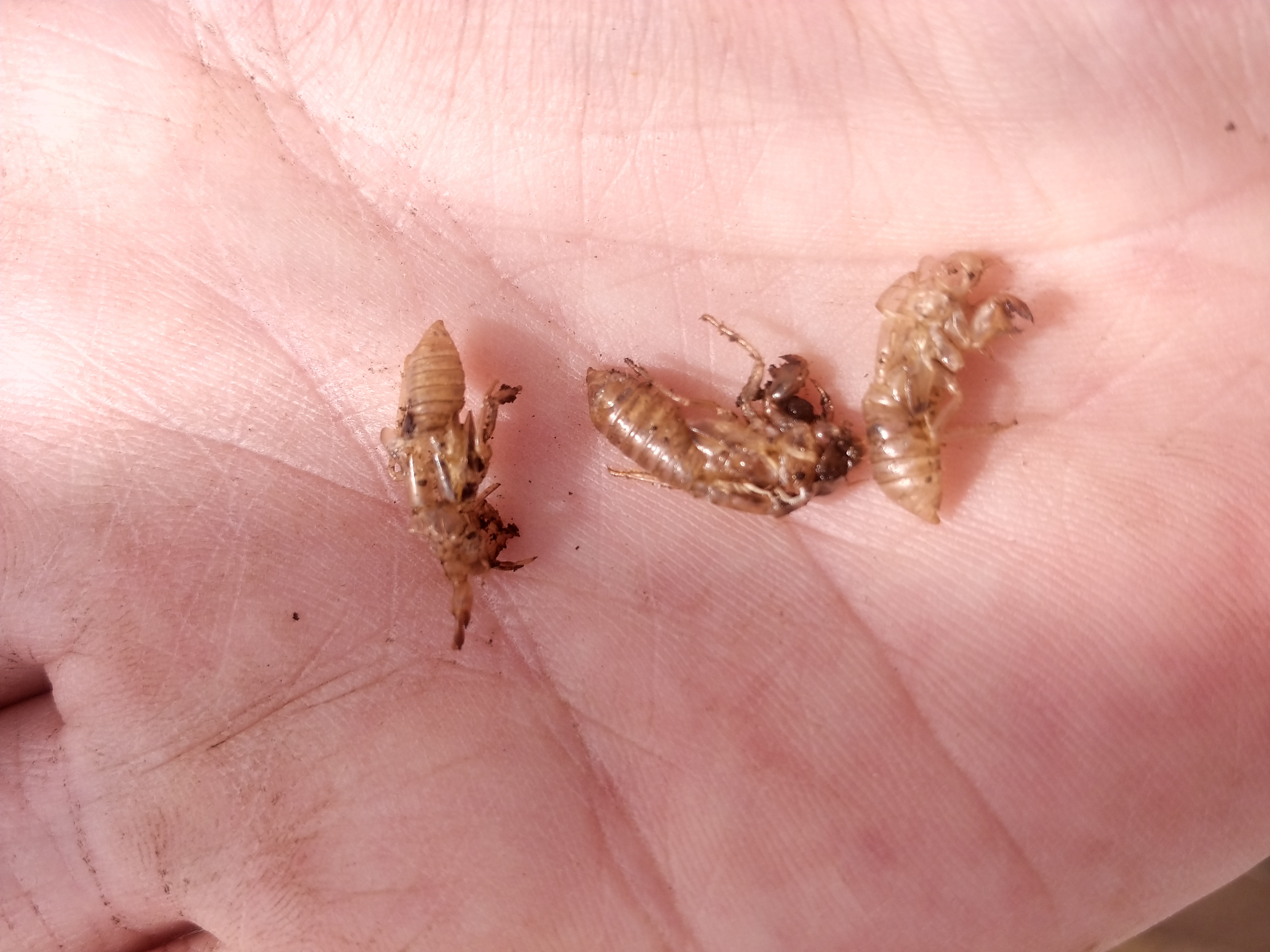 Shells of Cicada