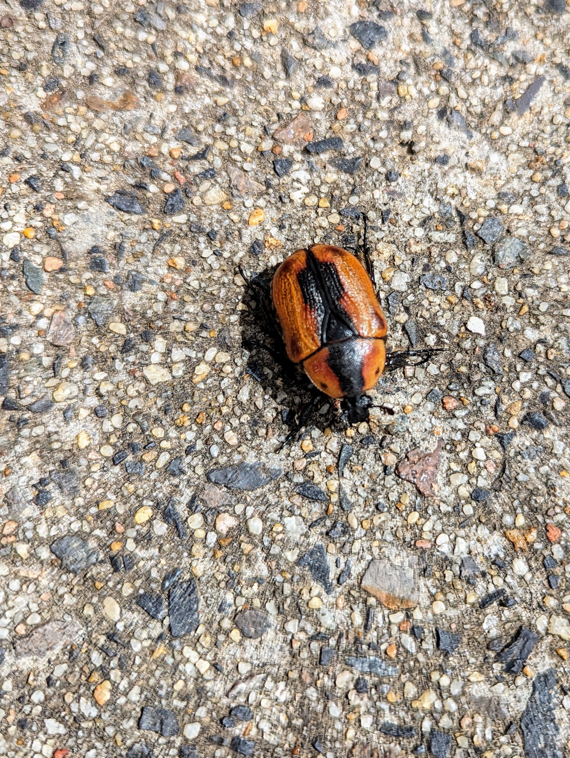 Cowboy Beetle