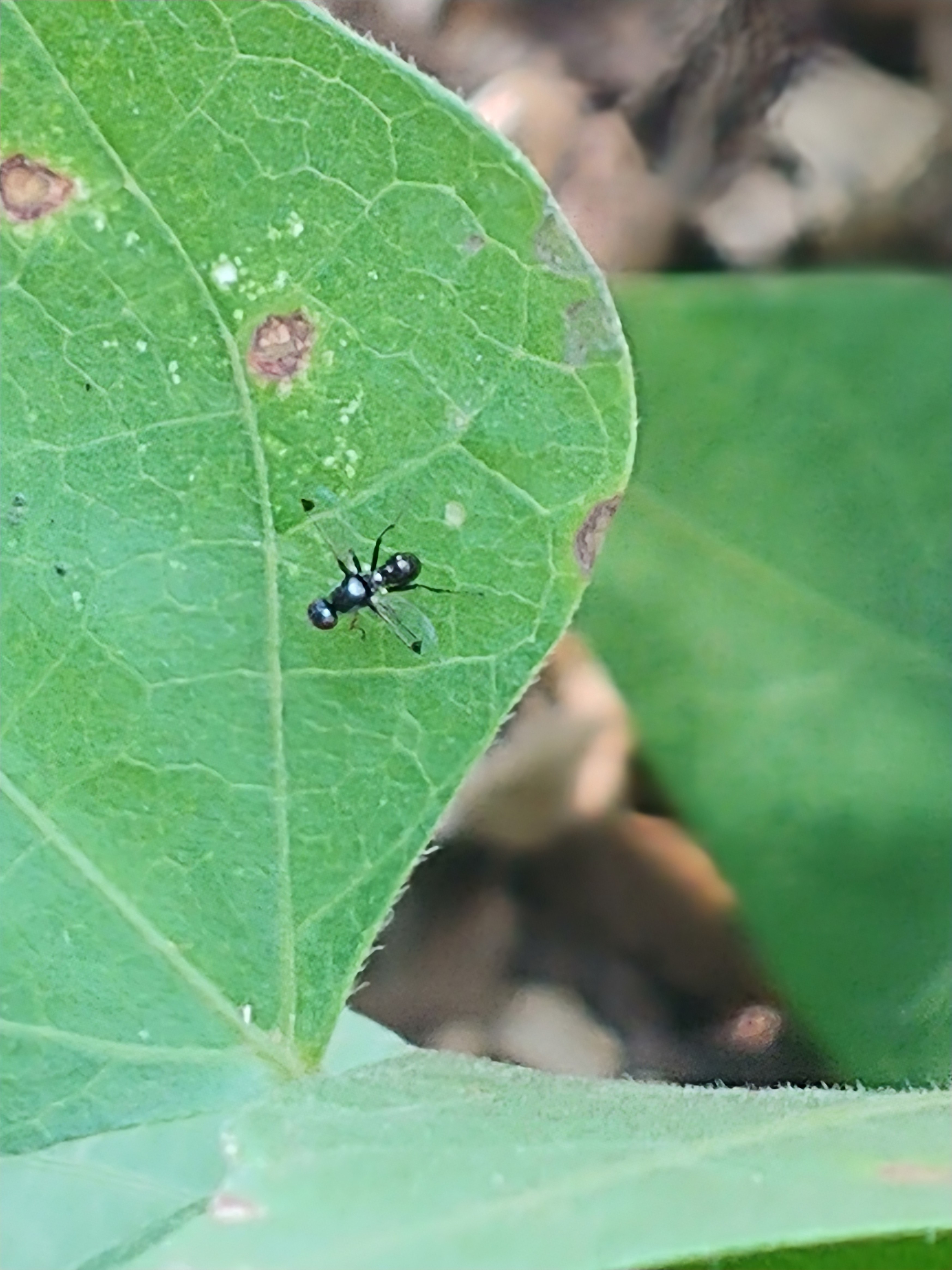 Ensign fly / Black scavenger fly